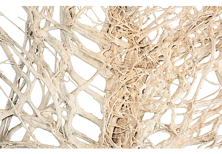 Teak Root Sculpture Bleached