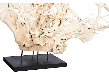 Teak Root Sculpture Bleached