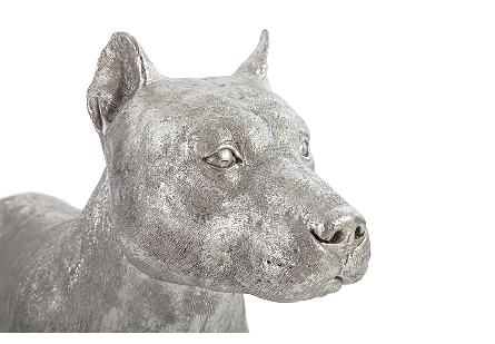 Pit Bull Dog, Silver Leaf